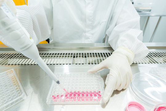 A scientist seeding cells and pipetting growth medium into 96-well plate for molecular assay in biological cabinet (BSC). Doing molecular experiment in cleanroom facility.