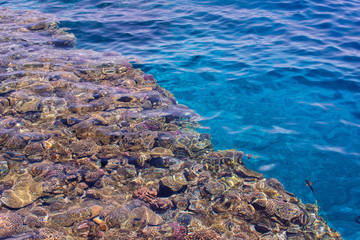 A coral reef top view. Egypt. Sharm el sheikh