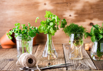 Fresh homegrown culinary and aromatic herbs