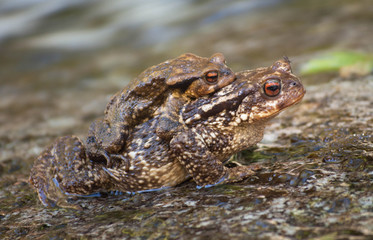 Toads in the river