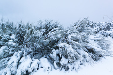 Winter scene. Snow covered trees in the winter forest with magic light, winter wonderland, Guadarrama National Park, Madrid, Segovia. Spain