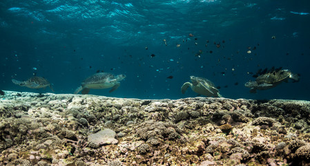 A beautiful green turtle on beautiful colourful reef in crystal clear water