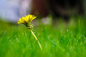 blooming dandelion in the grass