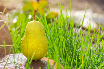  wet yellow pear in green grass.
