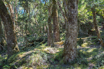 The hiking trails of Cable Mountain