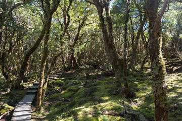 The hiking trails of Cable Mountain