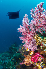 A manta ray swimming near corals in blue water 