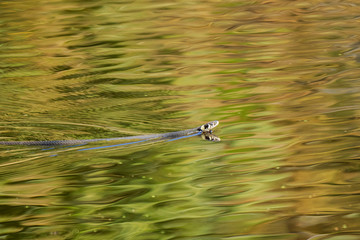 Ringelnatter im Wasser