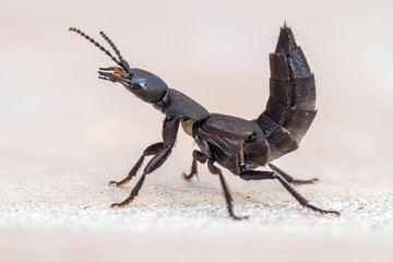 schwarzer Moderkäfer