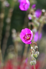 flower in the garden