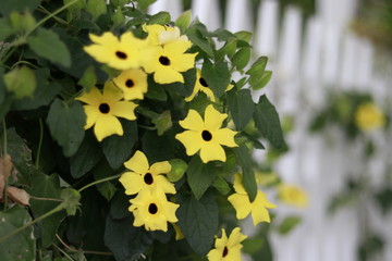 yellow flowers in garden