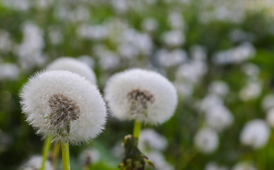 Spring flowers, inflorescences of dandelion with drops of dew. small depth of field, blurriness of the background,