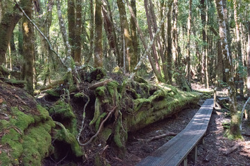 The hiking trails of Cable Mountain