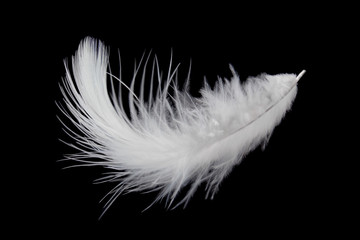 white feather isolated on black background.