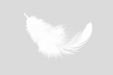 white feather isolated on white background