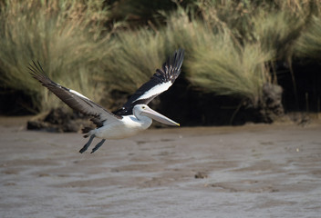 Pelican bird flying over water
