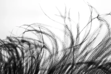 Fotobehang Fragment of an ostrich feather. black feather. black and white background. black ostrich feather  © Марина Красавина