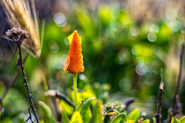 flowers in the garden