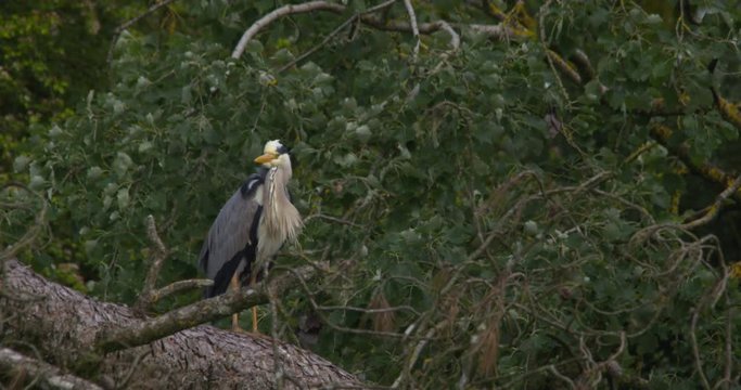 Grey Heron calls from tree branch perch 4K