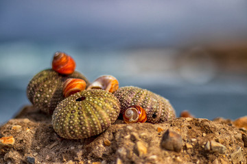 shells on rock