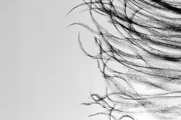 Fotobehang Fragment of an ostrich feather. black feather. black and white background. black ostrich feather  © Марина Красавина