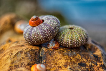 sea urchin on beach