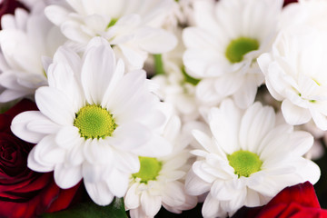 beautiful bouquet of daisy flowers and red roses, background