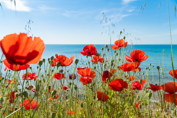 Red poppies and other flowers with a green grass on a meadow. Summer wild meadow flowers against the background of the blue sky with clouds