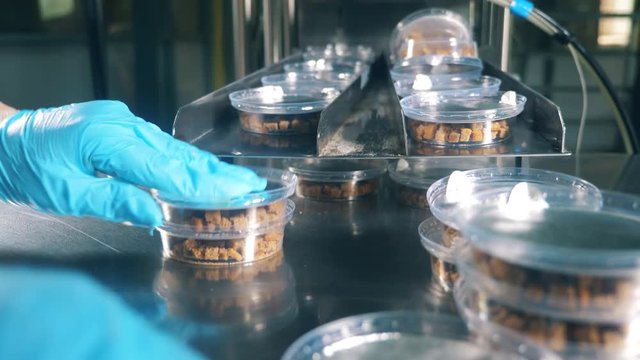 Factory worker takes containers with dry breads from a conveyor.