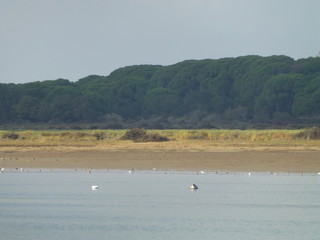 Doñana, National Park in Huelva. Andalucia,Spain