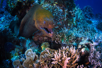 A beautiful close up of a moray eel on the reef 