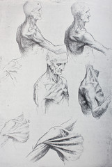 Anatomical notes. Work of hands. Manuscripts of Leonardo da Vinci in the vintage book Leonardo da...