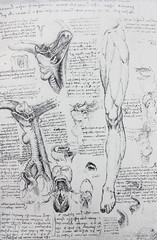 Anatomical notes. Leg. Internal organs. Manuscripts of Leonardo da Vinci in the vintage book Leonardo da Vinci by A.L. Volynskiy, St. Petersburg, 1899 - 270260743