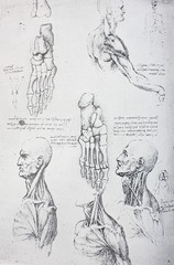 Anatomical notes. Profile, face, foot. Manuscripts of Leonardo da Vinci in the vintage book...