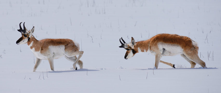 Two Pronghorn Antelope struggle as they move through deep snow.