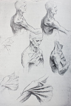 Anatomical notes. Work of hands. Manuscripts of Leonardo da Vinci in the vintage book Leonardo da Vinci by A.L. Volynskiy, St. Petersburg, 1899
