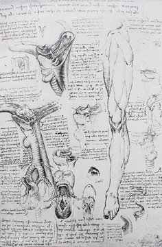 Anatomical notes. Leg. Internal organs. Manuscripts of Leonardo da Vinci in the vintage book Leonardo da Vinci by A.L. Volynskiy, St. Petersburg, 1899