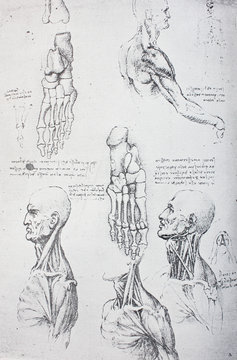 Anatomical notes. Profile, face, foot. Manuscripts of Leonardo da Vinci in the vintage book Leonardo da Vinci by A.L. Volynskiy, St. Petersburg, 1899