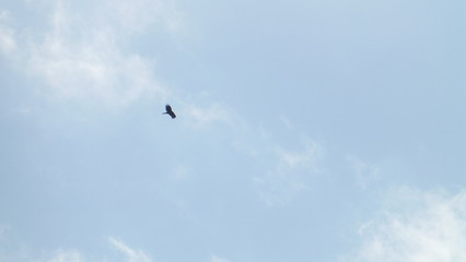 Doñana, National Park in Huelva. Andalucia,Spain