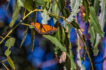 butterfly on flower