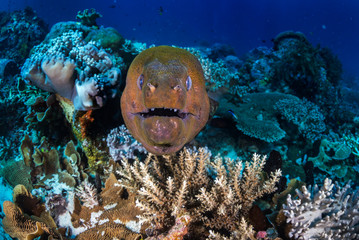 A beautiful close up of a moray eel on the reef 