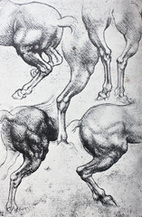 Sketches of horses, pencil drawing by Leonardo da Vinci in the vintage book Leonardo da Vinci by...