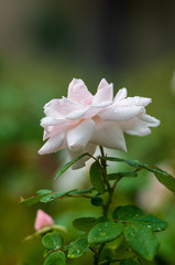 White Rose flower with raindrops. Nature. close up