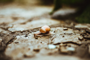 Snail on the road