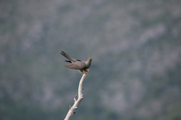 Common cuckoo (Cuculus canorus) sitting on a barbed branch
