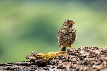 Corn Bunting - Emberiza calandra stands in the water