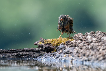 Ortolan Bunting (Emberiza hortulana) stands in the water