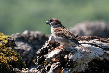 Eurasian tree sparrow (Passer Montanus)  sitting near a small pond in the forest