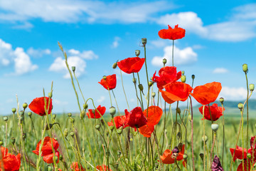 Red poppies and other flowers with a green grass on a meadow. Summer wild meadow flowers against the background of the blue sky with clouds