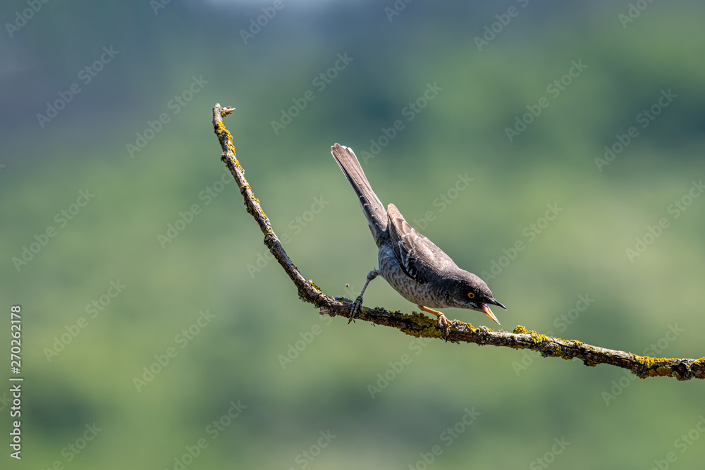 Wall mural  Barred warbler (Sylvia nisoria) on tree branch